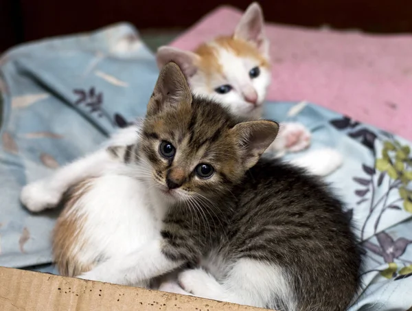 Zwei Streunende Kätzchen Einer Box Das Thema Sind Schöne Kätzchen — Stockfoto