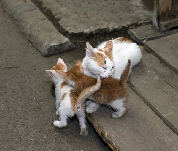 red cat with two red kittens, theme beautiful cats on the street
