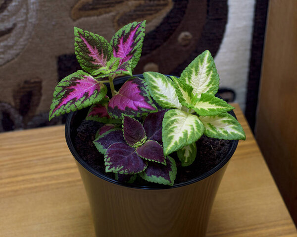 the flower of the Coleus in a pot on the table, the theme of home flowers