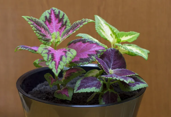 Bir Pot Closeup Tema Eve Çiçek Coleus Çiçek — Stok fotoğraf