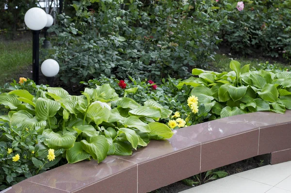 Hosta kaldırıma Tema sokak sahne sokak çiçek dekorasyonu