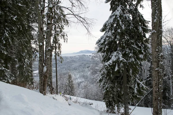 güzel çam ormanı dağ, dağ teması ve Kayak, spor, Bukovel Karpatlar, Ukrayna