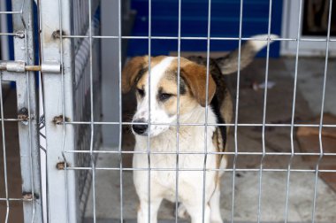 köpek barınağı kafes, sadaka ve merhamet, hayvan barınağı, köpek kurtarma, gönüllü iş tema kat