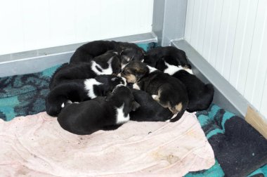 Barınakta uyuyan bir sürü siyah köpek yavrusu, yardım ve merhamet teması, hayvan barınağı, köpek kurtarma, gönüllü iş