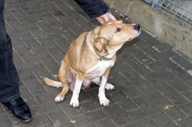başıboş bir köpek içinde belgili tanımlık sığınak, sadaka ve merhamet, hayvan barınağı, köpek kurtarma Tema sevişme gönüllü, gönüllü çalışma