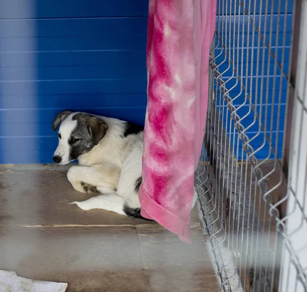 Sick Dog Lies Corner Cage Theme Charity Mercy Animal Shelter — Stock Photo, Image
