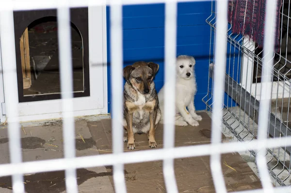Dois Cães Recinto Abrigo Tema Caridade Misericórdia Abrigo Animal Resgate — Fotografia de Stock