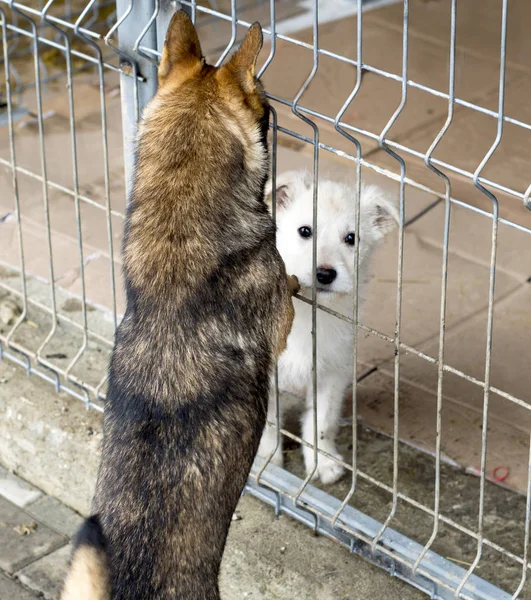 在避难所里看两只狗的柜台 主题是慈善和仁慈 动物收容所 狗的救援 志愿者工作 — 图库照片