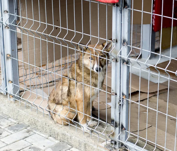 Rothaariger Straßenhund Tierheim Käfig Das Thema Nächstenliebe Und Barmherzigkeit Tierheim — Stockfoto