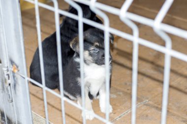 Şehir Sığınaktaki güzel köpek yavrusu