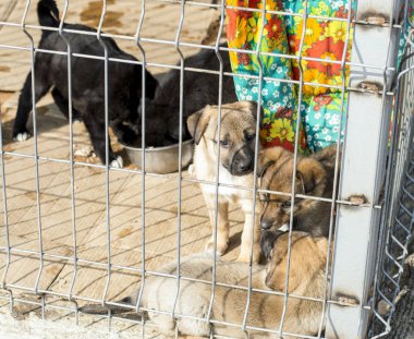 Köpekler yemek, şehir barınağında sakin ol
