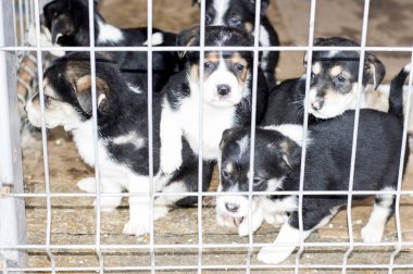 barınak evinde altı güzel yavruları