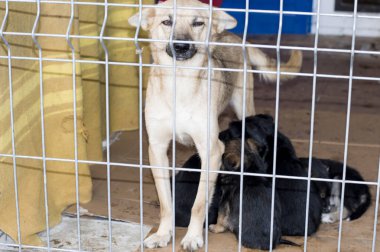 barınak evde yavru köpekle