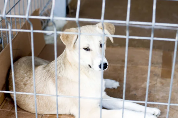 beautiful dog lying in shelter