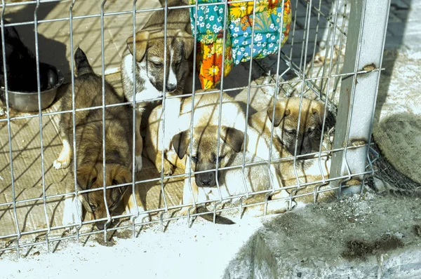Chiots manger et se reposer dans la cage d'abri — Photo