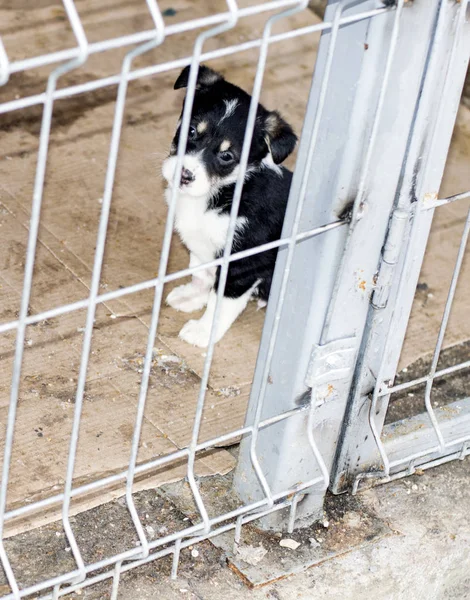 Puppy Peeps out of the cage house shelter — Stock Photo, Image