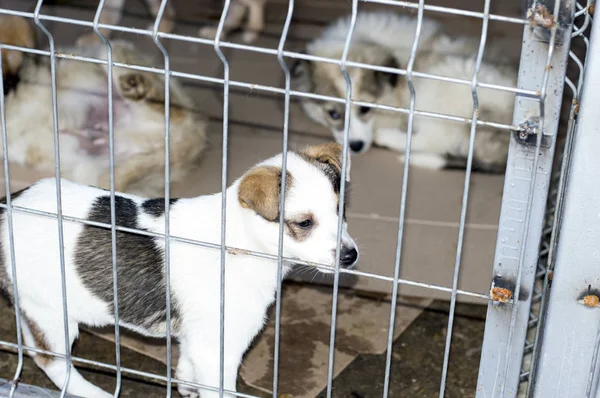 Schöne junge Welpen hinter Gittern — Stockfoto