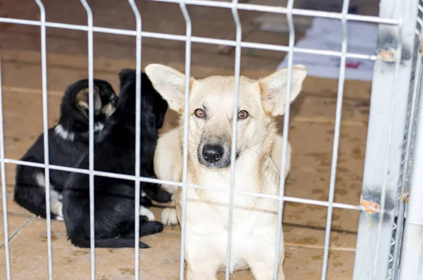 Perro y dos cachorros negros en refugio de la ciudad — Foto de Stock