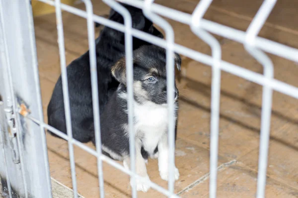 Schöner Welpe im Tierheim der Stadt — Stockfoto