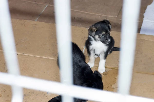 避難所の家でバーの後ろに子犬 — ストック写真