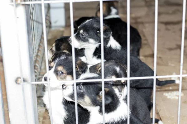 Eine Welpengruppe sucht im Tierheim nach einem neuen Besitzer — Stockfoto