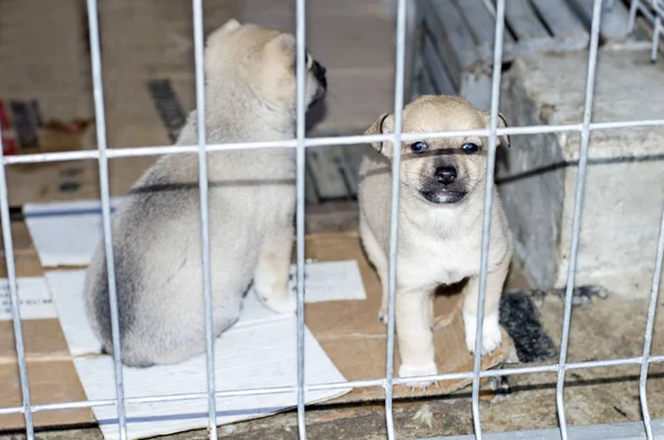 Dois cachorros bege atrás da cerca no abrigo — Fotografia de Stock