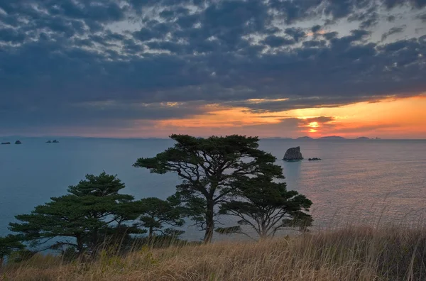 Evening Landscape Pine Trees Seashore — Stock Photo, Image