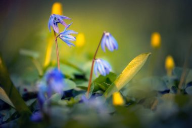 Bahçede güzel menekşeler var. Odaklanmamış arka planda. Yumuşak, ılık menekşe çiçekli.