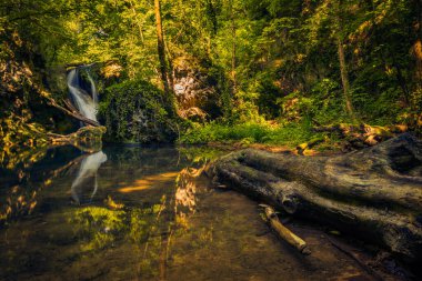 Ağaçlarla çevrili bir şelalenin güzel uzun pozlama görüntüleri ve ön planda ıslak bir kütük.