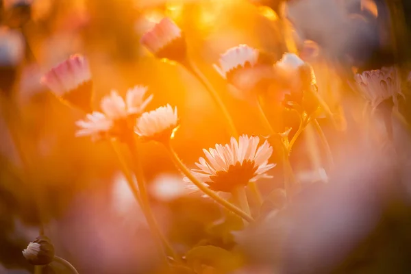 Wild Flowers Daisies Bloomed Garden Illuminated Rays Setting Sun Soft — Stock Photo, Image