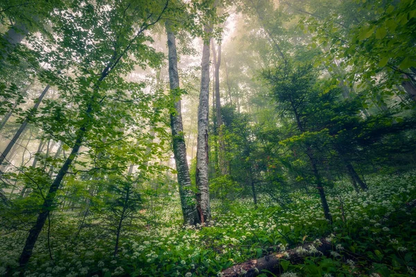 Prachtig Mysterieus Bos Met Mist Groene Bladeren Met Wilde Bloemen — Stockfoto