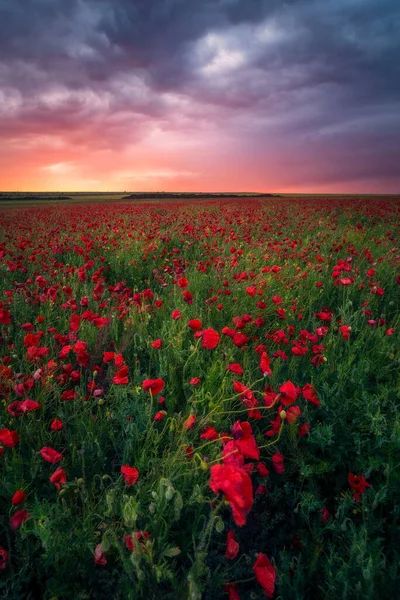 Lindo Pôr Sol Durante Tempestade Campo Papoula Crescendo Campo Canola — Fotografia de Stock