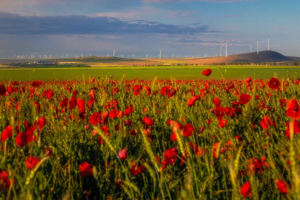 Widok Park Turbin Wiatrowych Wykorzystywany Produkcji Zielonej Energii Hrabstwie Constanta — Zdjęcie stockowe