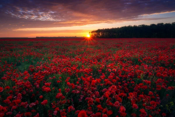 Belo Pôr Sol Visto Incrível Campo Papoula Localizado Borda Uma — Fotografia de Stock