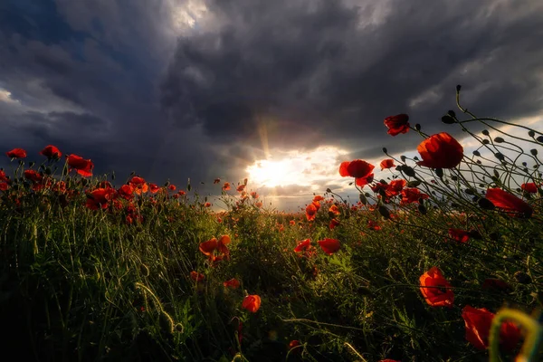 Cena Incrível Com Sol Rompendo Nuvens Tempestade Dia Chuvoso Campo — Fotografia de Stock