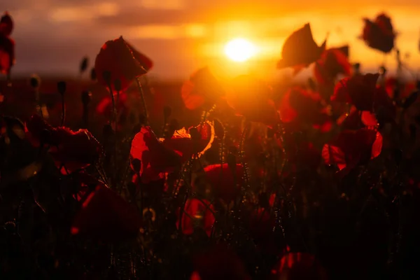Részlet Gyönyörű Virágos Mák Háttérvilágítás Lenyugvó Nap Lövés Szabadban Napkeltekor — Stock Fotó