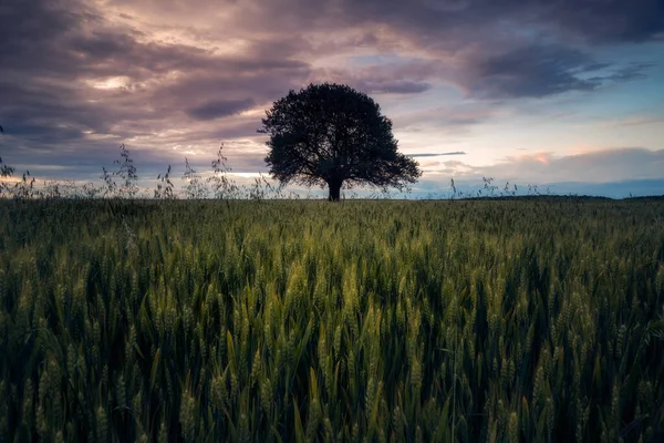 Carvalho Solitário Centrado Meio Quadro Campo Trigo Contra Céu Dramático — Fotografia de Stock