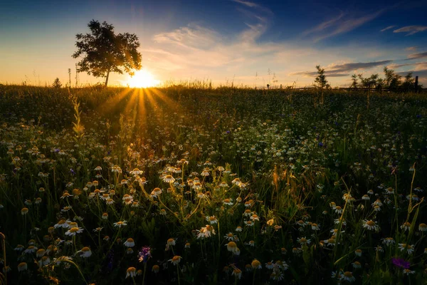 Fält Med Vilda Kamomillblommor Med Solstråle Som Belyser Grupp Blommor — Stockfoto