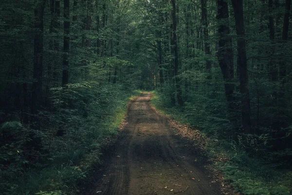 Dunkler Geheimnisvoller Gruselwald Mit Einer Straße Die Ihn Der Mitte — Stockfoto