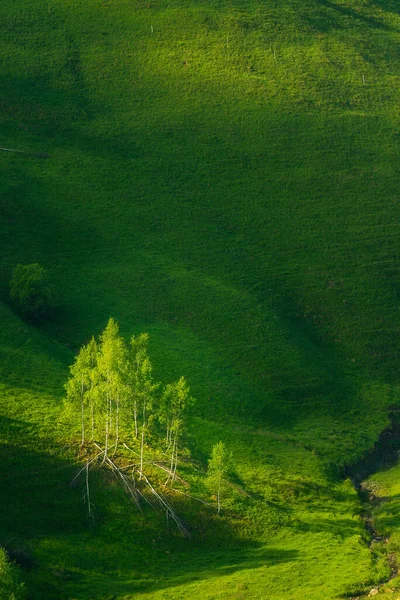 Eine Gruppe Von Birken Isoliert Auf Einem Grünen Hügel Als — Stockfoto