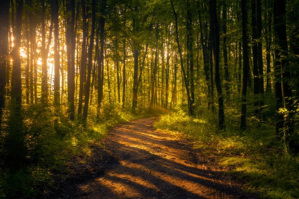 Belle Forêt Fantastique Matin Avec Chemin Terre Traversant Avec Des — Photo