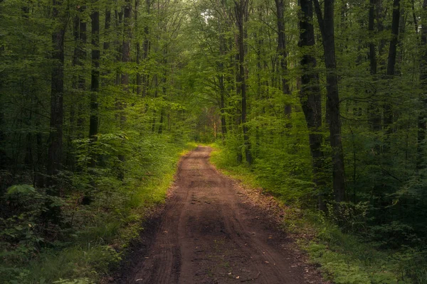 Prachtig Bos Met Een Modderige Zandweg Die Het Midden Oversteekt — Stockfoto