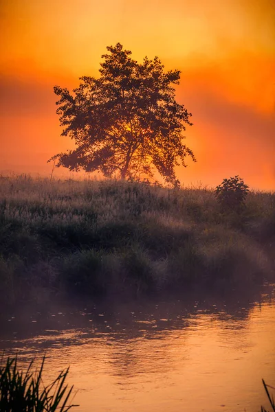 Árbol Solitario Orilla Del Río Mañana Contra Amanecer Niebla Con — Foto de Stock