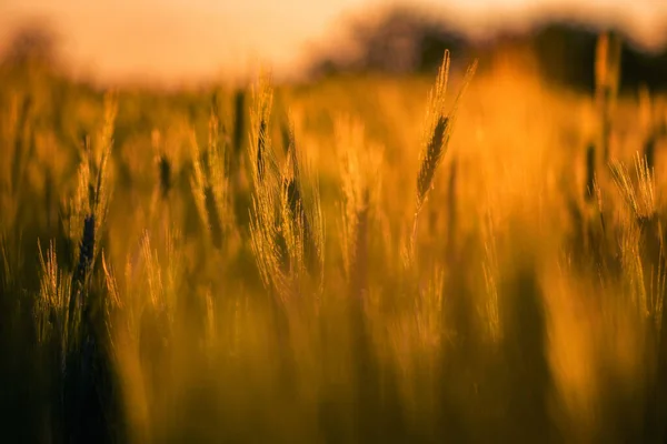 Primer Plano Macro Con Campo Trigo Natural Luz Dorada Del — Foto de Stock