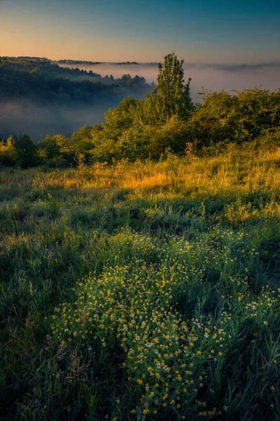 Margaridas Bonitas Primeiro Plano Nevoeiro Sobre Vale Coberto Com Floresta — Fotografia de Stock