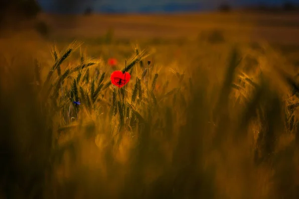 Single Poppy Wheat Field Focus Point Blurred Bookeh Background — Stock Photo, Image