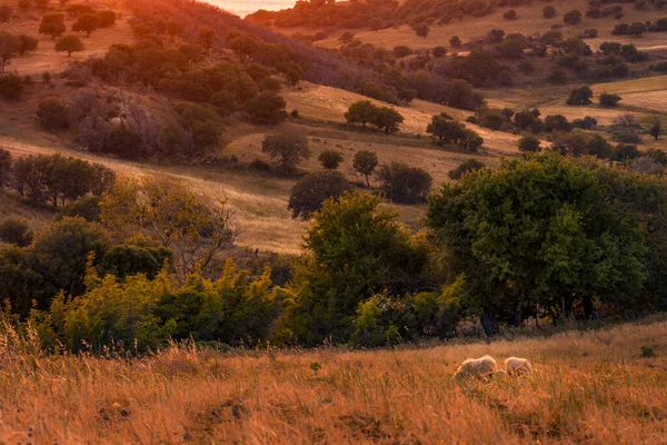 Sonnenuntergangsszene Über Den Hügeln Der Insel Samothraki Griechenland Mit Schafen — Stockfoto