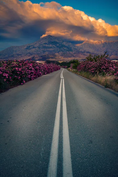 Empty Beautiful Scenic Road Surrounded Big Beautiful Oleander Flowers Saos — Stock Photo, Image