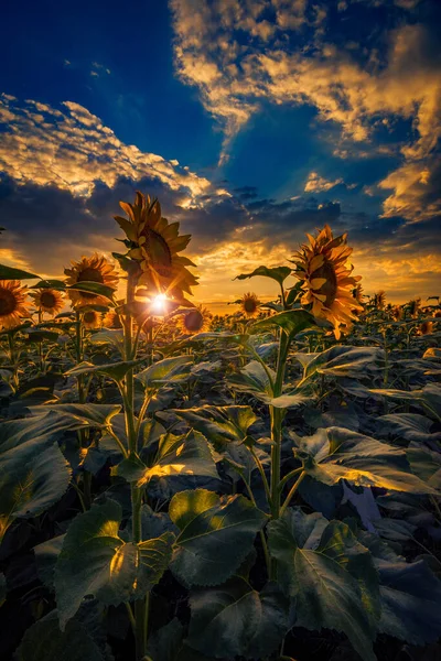 Прекрасне Соняшникове Поле Під Час Заходу Сонця Застрелило Вражаюче Небо — стокове фото