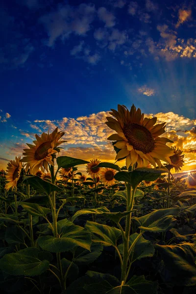 Hermoso Campo Girasol Atardecer Disparó Contra Cielo Dramático Con Nubes — Foto de Stock